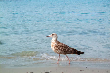 seagull walking on the beachの写真素材