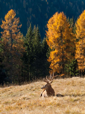 Wild, dominant Cervus elaphus Red stag maleの写真素材