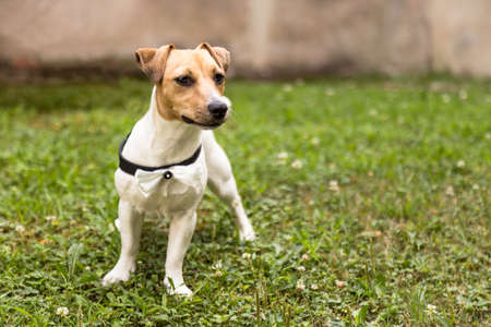 Puppy Jack russell terrier standing on grassの写真素材
