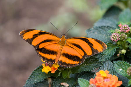 Tiger Butterfly Dryadula phaetusa orange,