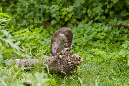 European Otter in nature.の写真素材