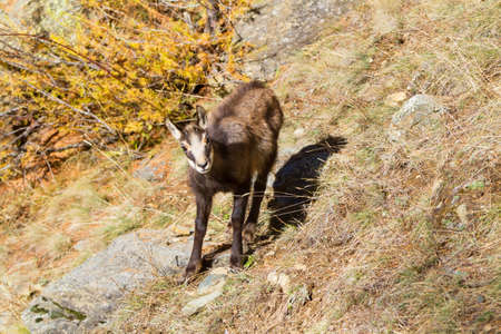 young chamois wildlifeの写真素材