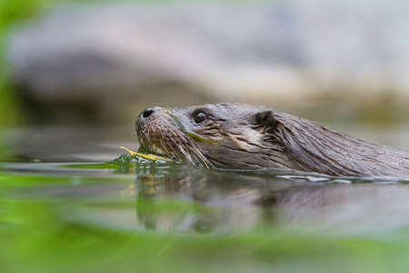 European Otter in nature.の写真素材