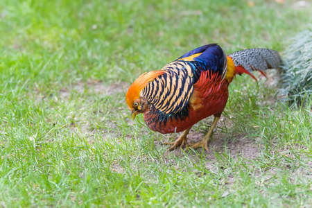 male golden pheasant portrait