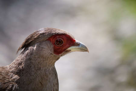 Portrait female Kalij pheasant (Lophura Leucomelanos)の写真素材