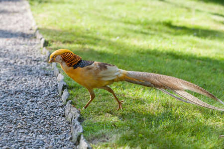male golden pheasant portraitの写真素材