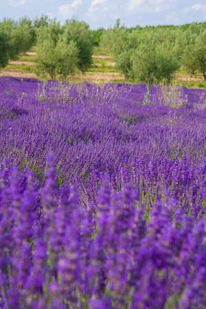 Landscape in Provence, blossoming purple lavender field at Valensole Franceの写真素材
