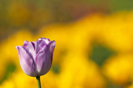 Springtime colorful tulip field purple in botany garden