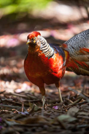 male golden pheasant portraitの写真素材