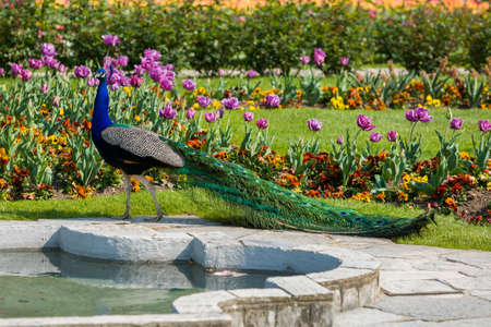 Portrait of male blue peacock