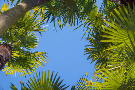 Beautiful Coconut palm trees perspective viewの写真素材
