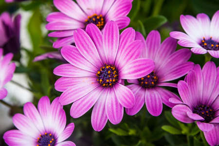 violet Osteosperumum Flower Daisyの写真素材
