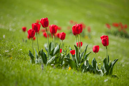 Springtime colorful tulip field red in botany gardenの写真素材