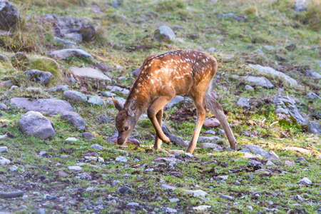 Beautiful young fawn (Cervus elaphus)の写真素材