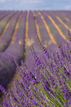 Landscape in Provence, blossoming purple lavender field at Valensole Franceの写真素材