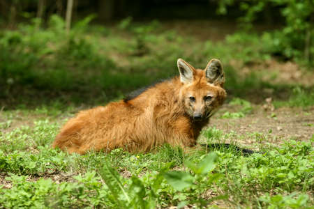 Maned wolf in natureの写真素材