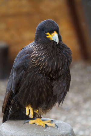 Striated Caracara,