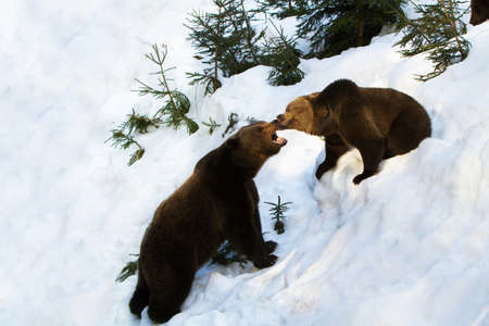 wild brown bears in the snowの写真素材