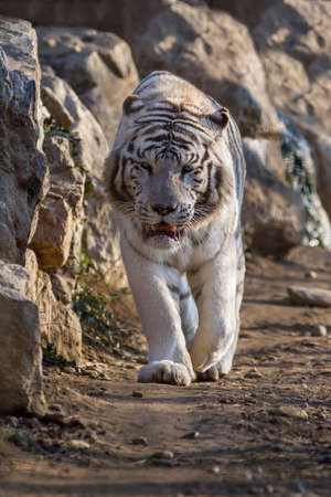 portrait white bengal tigerの写真素材