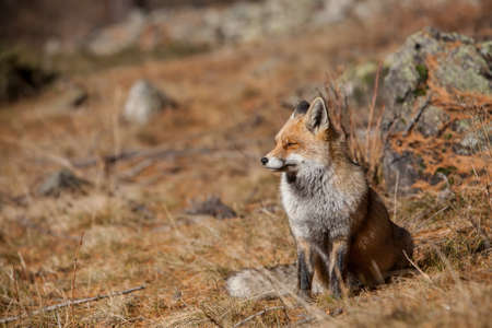 portrait Red fox on snow