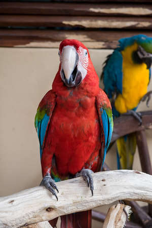 red-and-yellow macaw  (Ara ararauna) close-upの写真素材