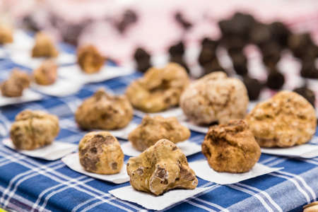 white truffles of  Alba, Piedmont region, Italy.の写真素材