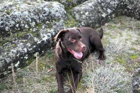 Beautiful brown labrador dog restingの写真素材