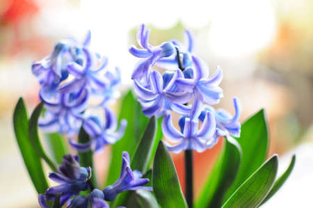 Closeup of beautiful blue blossoming hyacinth flowerの写真素材
