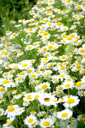 Many chamomile flowers in a fieldの写真素材