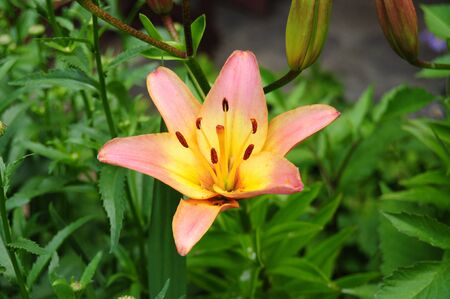 Closeup of beautiful orange lilium in gardenの写真素材
