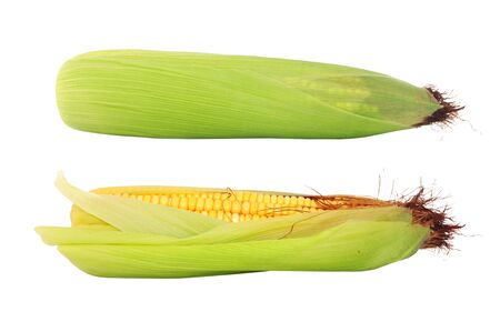 Two corn cobs isolated on whiteの写真素材
