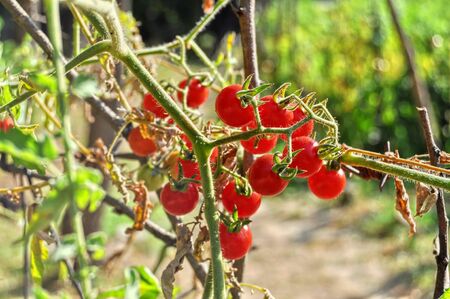 Cherry tomatoes on a branch growing in a gardenの写真素材