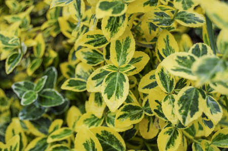 Background with yellow and green leavesの写真素材