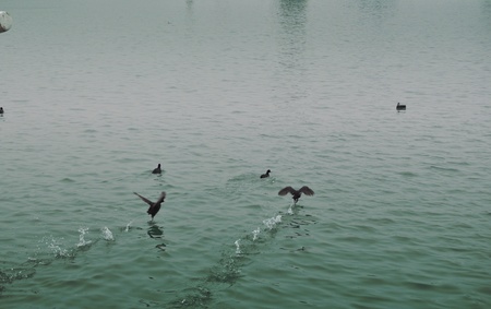 Cormorants in sea, near the coastの写真素材