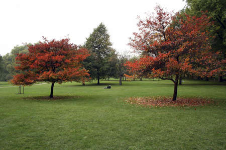 A single man lying on the grass in Hyde Park with trees loosing their leaves in autumn/fallの写真素材