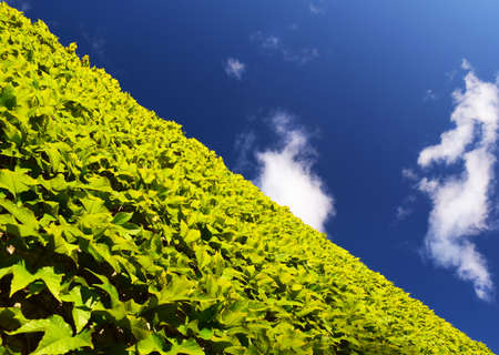 Wall of Leaves