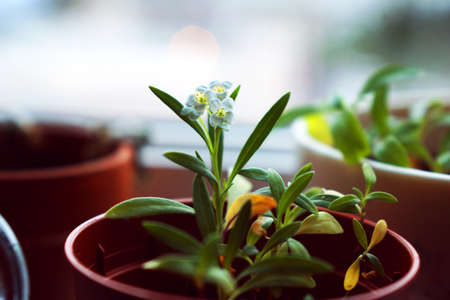 Small Flowers in a Potの写真素材