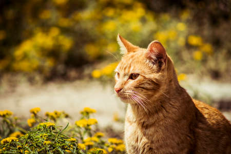 Orange cat observing natureの写真素材