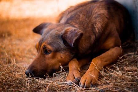 Brown puppy on the grass