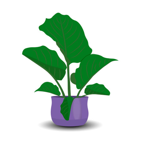 Indoor plant in purple pot for interior decoration on white background. Perfect for home decor, eco-friendly designs, and botanical projects. Vector illustration. Not AI generatedのイラスト素材