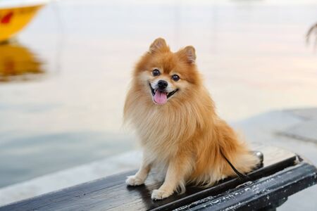 A red furry Pomeranian spitz sits on a benchの写真素材
