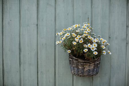 A basket of small daisies in a vase hangs on a wooden textured fence of green color.Cory Spaceの写真素材