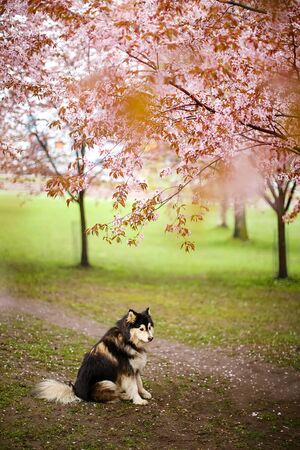 dog breed Malamute black sitting in the Park on the grass under a cherry tree in the springの写真素材