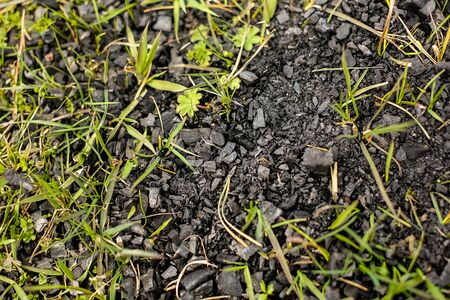 Close-up of black embers on the green grass from a campfire in nature in the woods after a picnic. Poor environment , the violation ofの写真素材