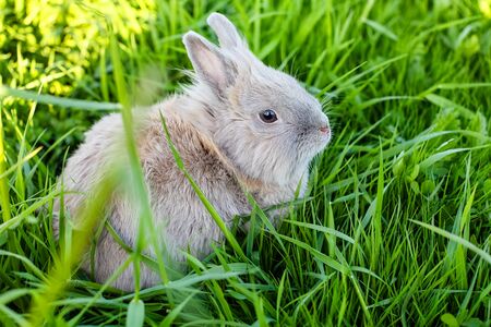 Close-up of a small fluffy pet  decorative  rabbit sitting in the green grass in a clearing in summer. Lionhead breed rabbit with grey and brown furの写真素材