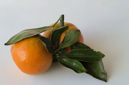 Mandarins. On a white background two tangerine on a branch. Tangerines juicy orange. Green leaves on a branch with tangerines.の写真素材