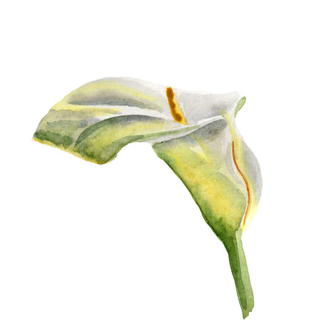 Flowers watercolor hand-painted illustration. A tender white Calla on a white background.の写真素材