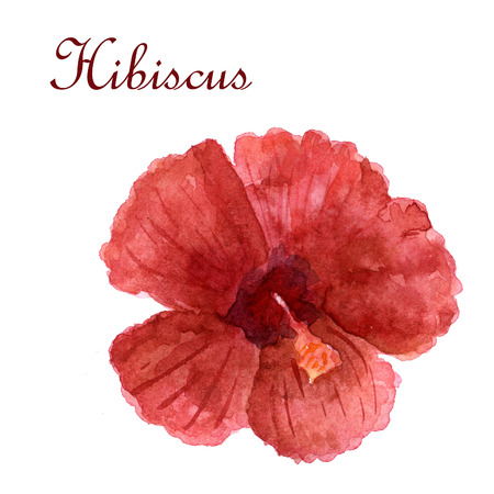 Watercolor bright Hibiscus isolated on a white backgroundの写真素材