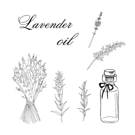 Vector sketch illustration with essential oil of lavender on a white backgroundのイラスト素材