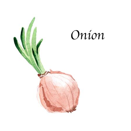 Watercolor botanic  with onion on whiteの写真素材